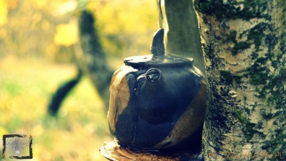 Rou Gui. Obłędny oolong z góry Wu Yi