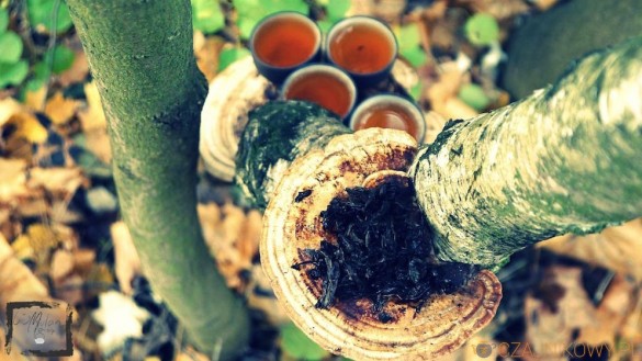 Rou Gui. Obłędny oolong z góry Wu Yi