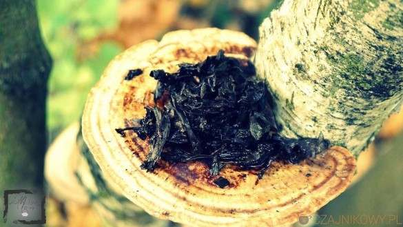 Rou Gui. Obłędny oolong z góry Wu Yi